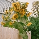 첫사랑 (Ft. SOLE(쏠)) 앨범이미지